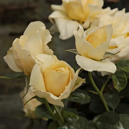 Rosa Claudia Cardinale™ - galben - trandafir nostalgic